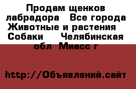 Продам щенков лабрадора - Все города Животные и растения » Собаки   . Челябинская обл.,Миасс г.